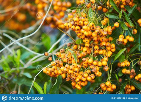 Pyracantha Firethorn Attractive Yellow Berries Pyracantha Coccinea