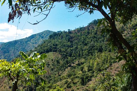Reforestation — The Haiti Project