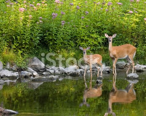 Whitetail Deer Doe And Fawn (Odocoileus Virginianus) Stock Photo | Royalty-Free | FreeImages