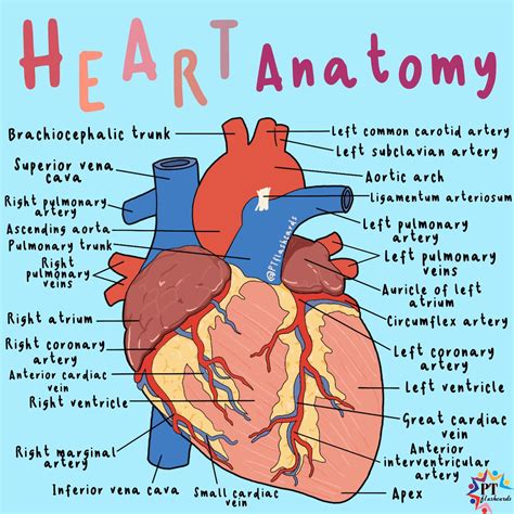 External Heart Anatomy