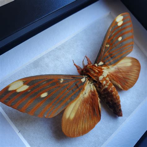 Regal Royal Walnut Moth Citheronia Regalis Saturnidae Framed in
