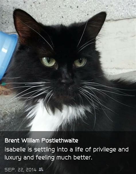 Remembering Isabelle - Honoring a Beloved Cat on Izzy Day – Viral Cats