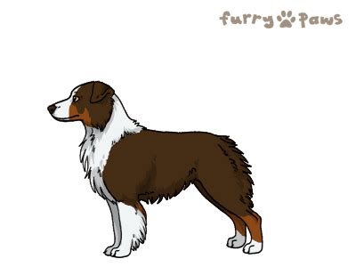 Furry Paws // Breed Information - Miniature Australian Shepherd