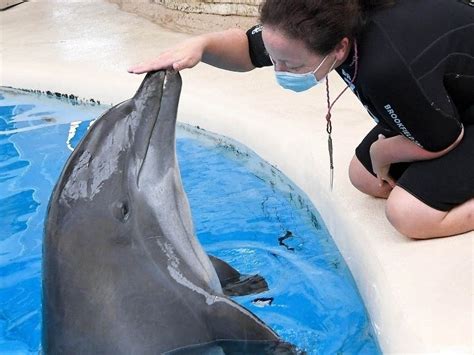 47 Year Old Dolphin Back At Brookfield For Cancer Treatment La Grange