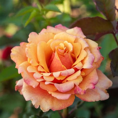 Роза чайно-гибридная «Капучино»