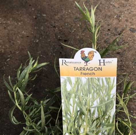 Artemisia 'French' Tarragon 4" Pot - Hello Hello Plants