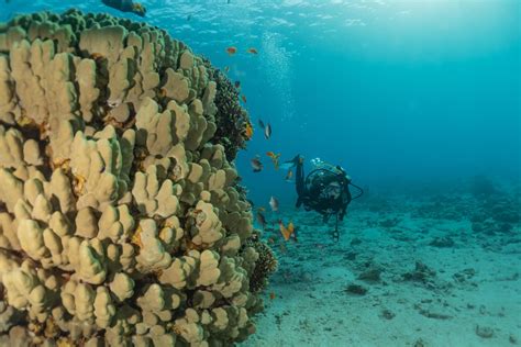 Coral reef and water plants in the Red Sea, Eilat Israel 4256270 Stock Photo at Vecteezy