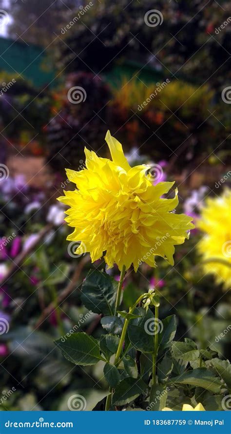 YELLOW GARDEN MUMS stock image. Image of blooming, bloom - 183687759