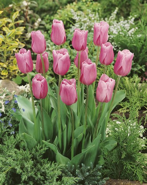 Купить тюльпан мистресс (tulipa mistress), 5 шт (разбор 11/12) по цене ...