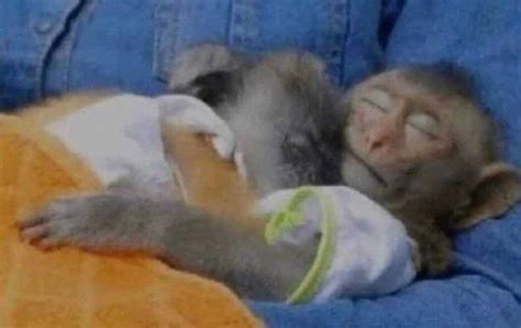 Reactions On Twitter Monkeys In Pajamas Sleeping Peacefully Cuddling