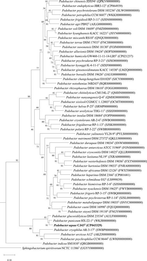 Maximum Likelihood Phylogenomic Tree Inferred Using UBCGs Showing The