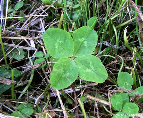 Get Me To The Country Four Leaf Clover Tea