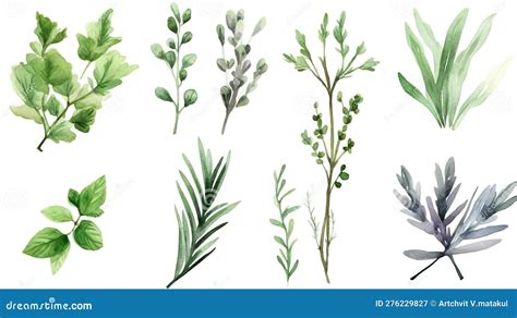 Watercolor Collection Of Fresh Herbs Stock Illustration Illustration