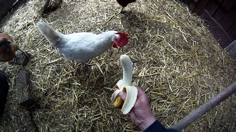 Chickens Eating Bananas - YouTube