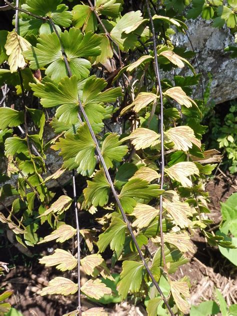 Central African Plants A Photo Guide Asplenium Stuhlmannii Hieron