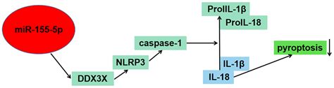 Mirna155 5p Participated In Ddx3x Targeted Regulation Of Pyroptosis To