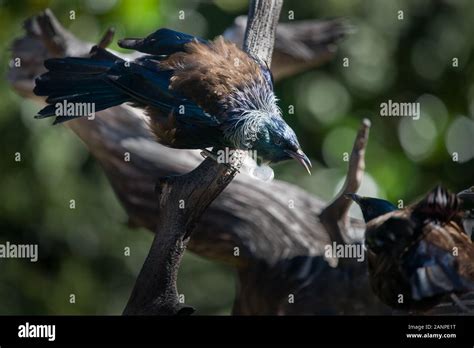 Tui birds fighting with feathers up on Tiritiri Matangi Island Stock Photo - Alamy