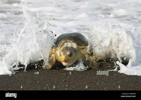 Hembra De Tortuga Golfina Lepidochelys Olivacea Que Emergen Del Océano Para Poner Sus Huevos