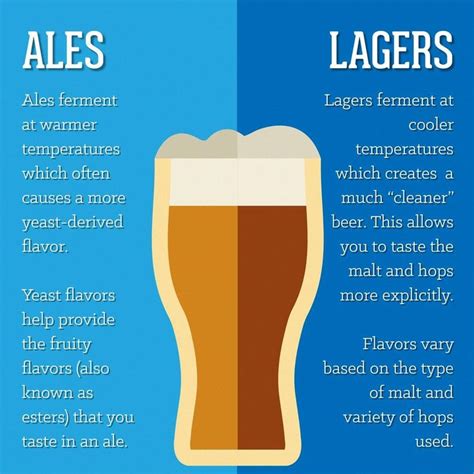 Ale Versus Lager In 2023 Lager Ale Fermentation