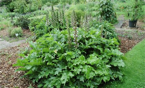 Acanthus Mollis Pracht Akanthus B Rentatze B Renklau Flora Toskana