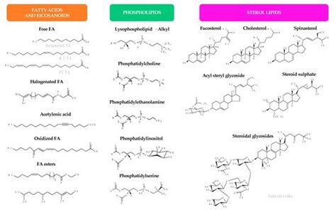 Antimicrobial Lipids From Plants And Marine Organisms Encyclopedia Mdpi