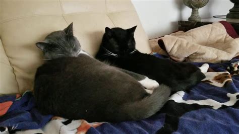 Very Cute Pussy Cats YouTube