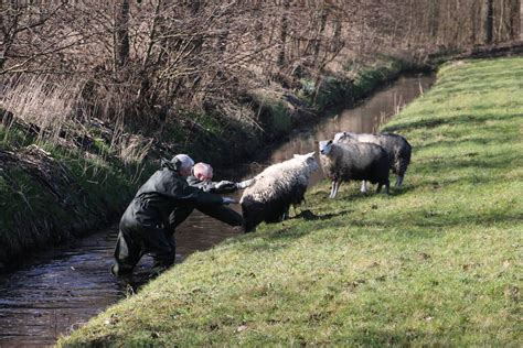 Brandweer Redt Vier Schapen Uit De Sloot Bronsgeesterweg In