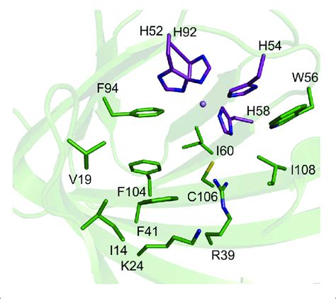 Active Site Amino Acids Depicted As Sticks In A Cartoon Presentation