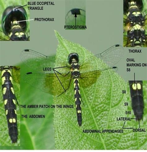 Tetrathemis platyptera | Download Scientific Diagram