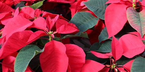 Soins Du Poinsettia Comment Garder Les Plantes De Poinsettia En Vie