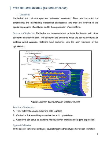 Differential Cell Affinity And Cell Adhesion Molecules Pdf