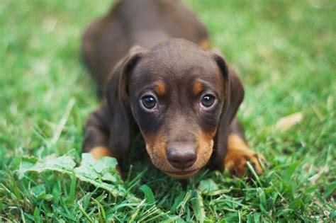 Descubre todo sobre el Dachshund o perro salchicha El único perro con