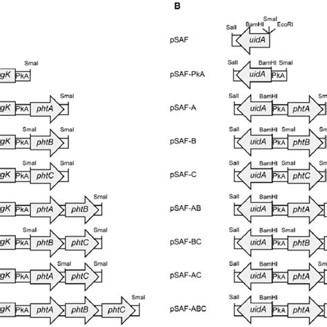 Schematic Representation Of Plasmid Clones Used For Expression