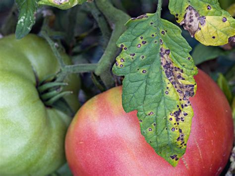 Rust Spots On Tomato Leaves