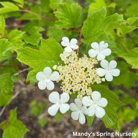 Bailey Compact American Cranberrybush Viburnum Trilobum Mandy