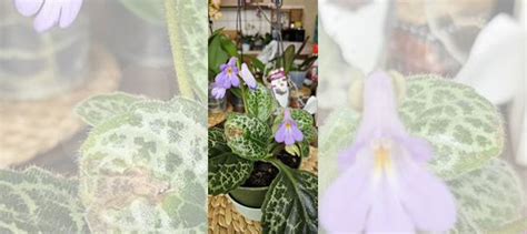 Стрептокарпус купить в Краснодаре | Товары для дома и дачи | Авито