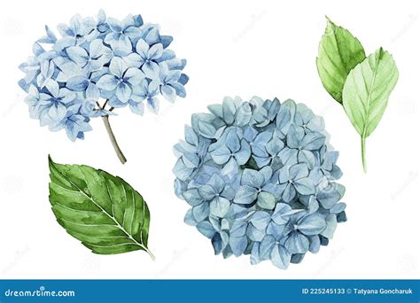 Dibujo De Acuarela Conjunto De Hortensias Azules Aislado En Fondo