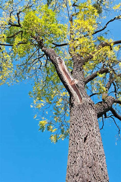 How to Stop Black Walnut Juglone Toxicity | Gardener’s Path