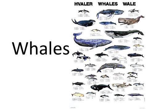 Whales powerpoint