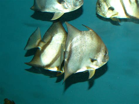 The Online Zoo - Atlantic Spadefish