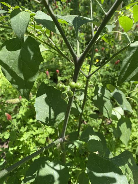 Central Texas Full Sun Plant Rplantidentification