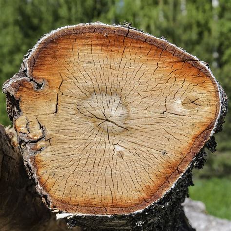 Section Ronde D Un Tronc D Arbre Image Stock Image Du Accroissement