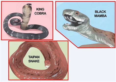 How to Differentiate Between Poisonous Snakes and Non Poisonous Snakes