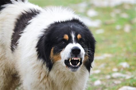 How to Manage Territorial Aggression in Dogs: Causes & Vet-Approved