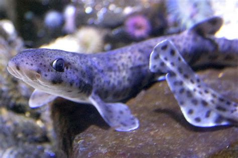 Download Spotted Catshark Up Close Wallpaper