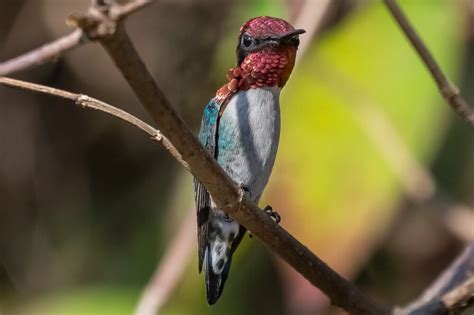 21 Incredible Facts About Bee Hummingbirds (With Pictures)