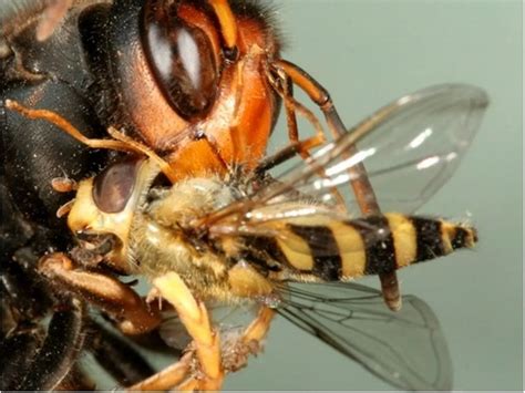 Japanese Giant Hornet Queen