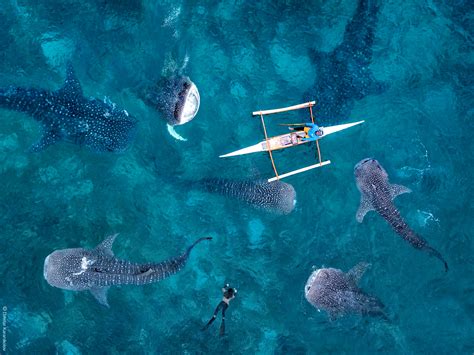 cebu    gems  philippines wander isle