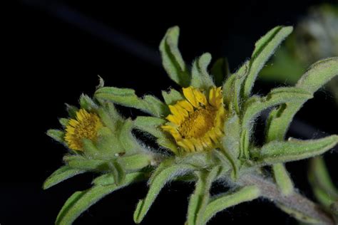 Asteriscus aquaticus Santibáñez del Río Salamanca Juan Antonio