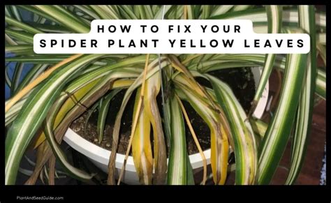 Why Are My Snake Plant Leaves Turning Brown 5 Common Causes And How To